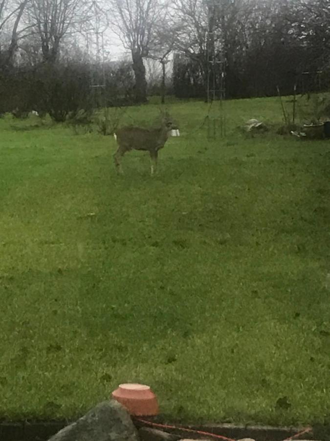 Brorup Kjaersgaard, Hygge, Ro, Natur Og Landliv スカナボー エクステリア 写真